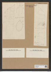 Rhizosolenia striata Grev. (de-Toni-Nr.: Genus 114, Species 3306) Zeichnungen Sammlung Grunow Nr. 6692 (NHMW-BOT-W0375492)